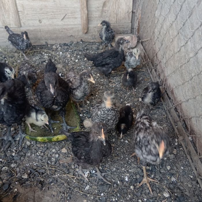 Дакан тауыктары сатылады.