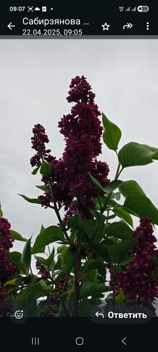 Продаю сортовую сирень