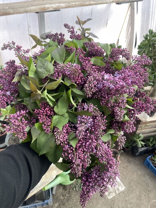 2 букета из сирени