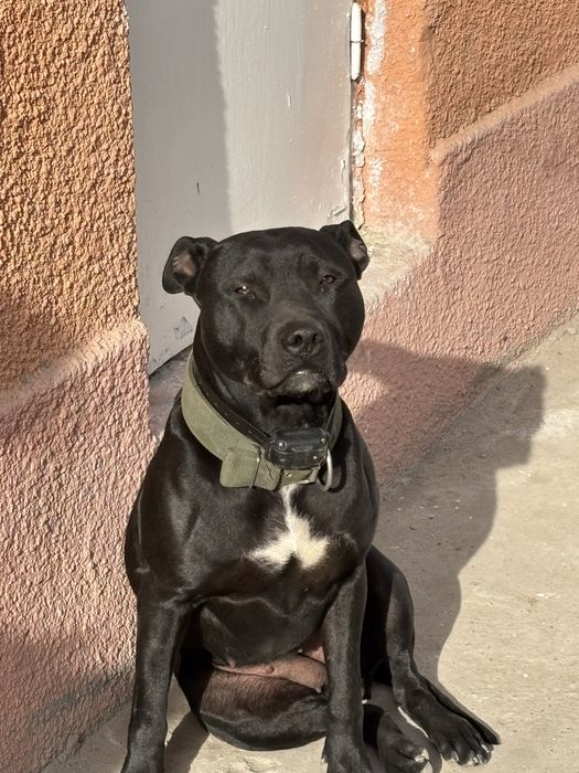 Элитные щенки питбуля — бронь открыта!