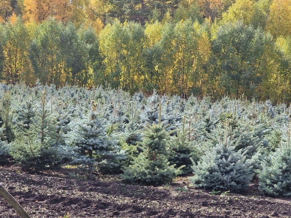 Продажа саженцев с питомника