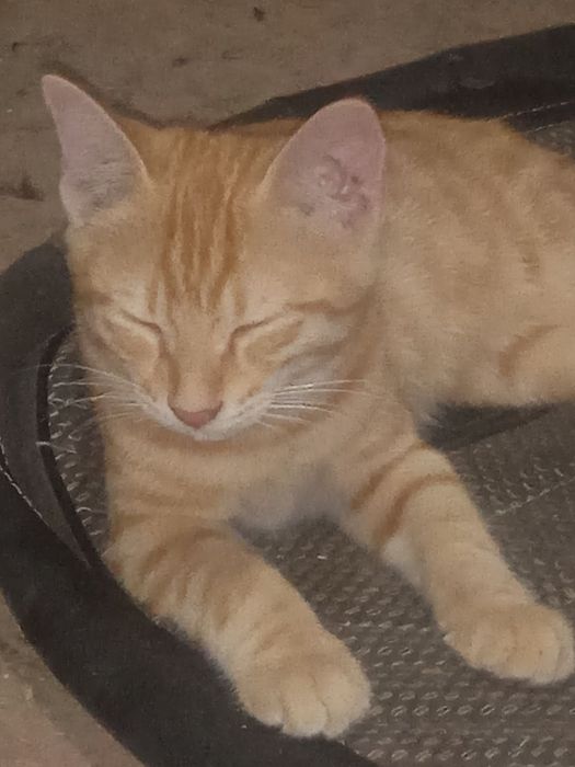 Кошки бесплатно...