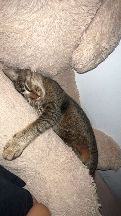 Donez pisică urgent