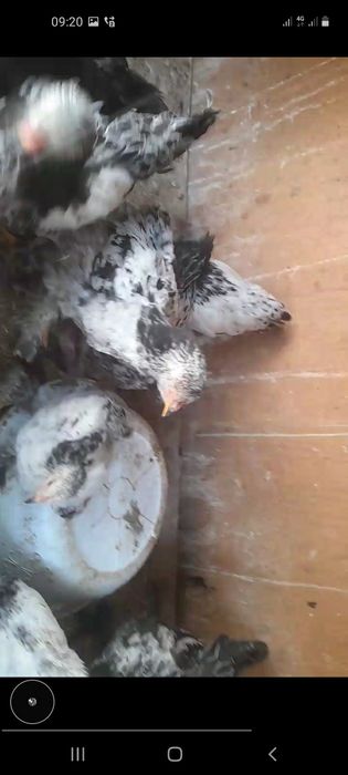 Svetli puh tomni pul jojalari sotladi