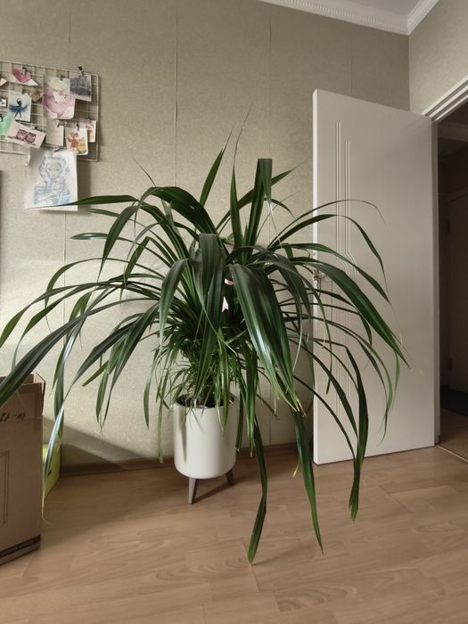 Панданус домашний