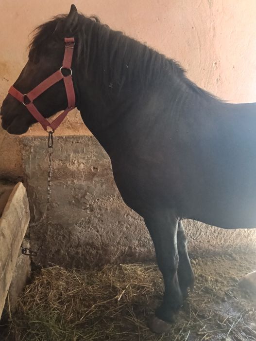 De vânzare un mânz de 2 mai mai multe detalii la telefon