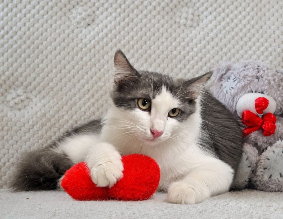 Котята в добрые руки! 3-4 месяца.
