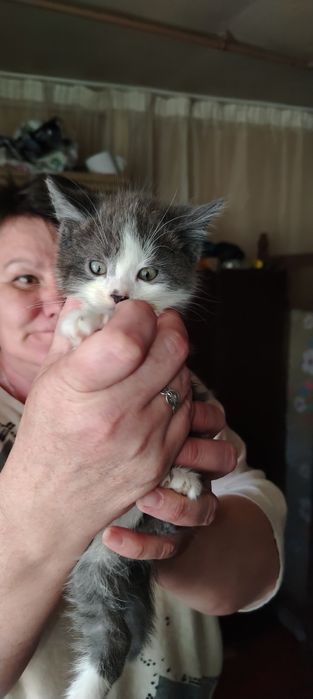 Продаются котята два мальчика и одна девочка .