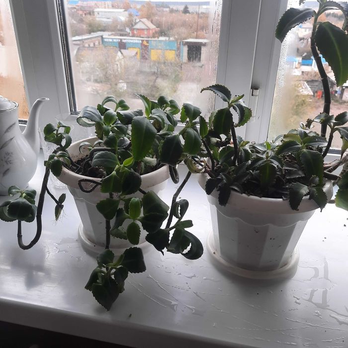 Цветы в горшках, лечебные