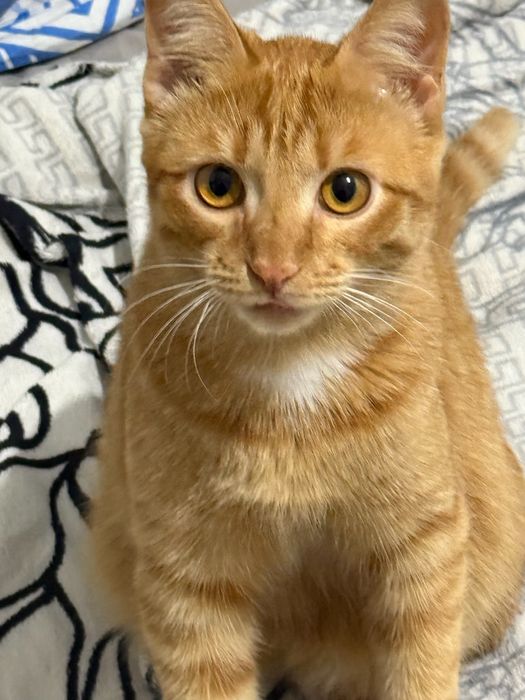 Отдаем котиков СРОЧНО!!!