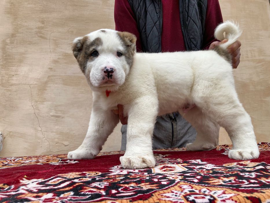 Щенок Алабая ( супер Гигант ) чистокровный