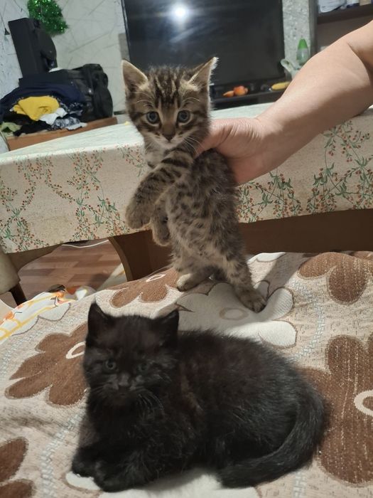 Отдать даром, ищем дом