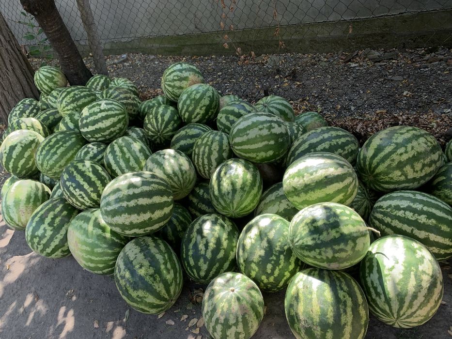 Pepeni verzi cultivați la Săgeata