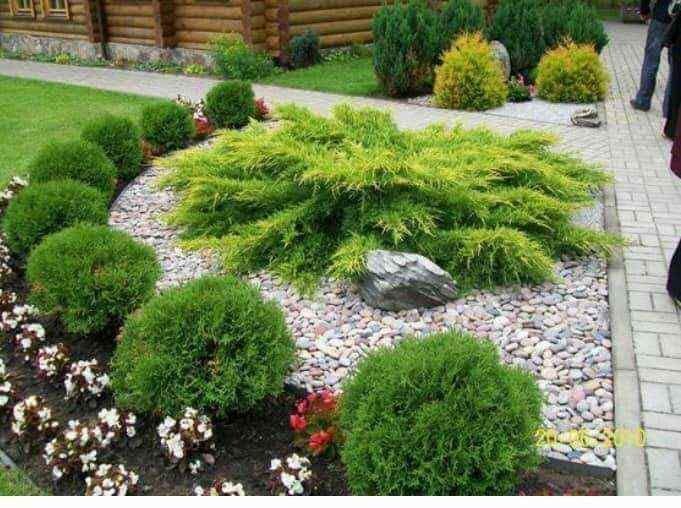 Plante ornamente