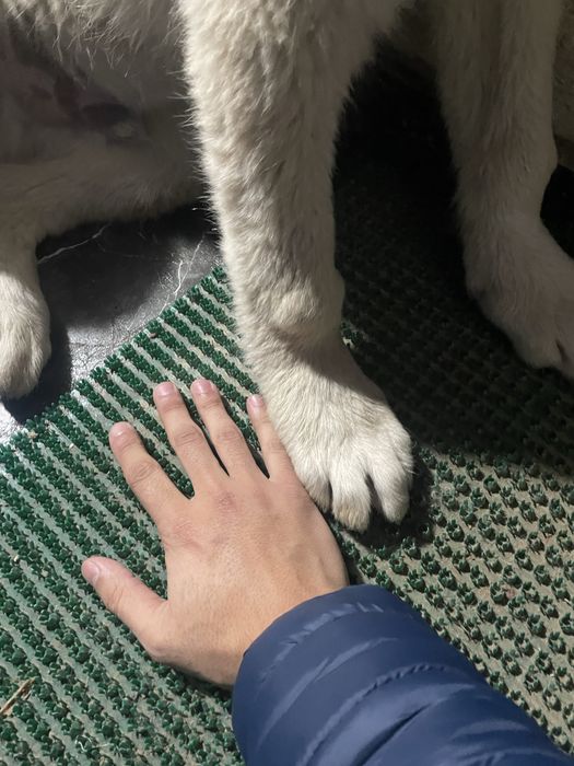 Қазақы Ит сатылады ( Аю )