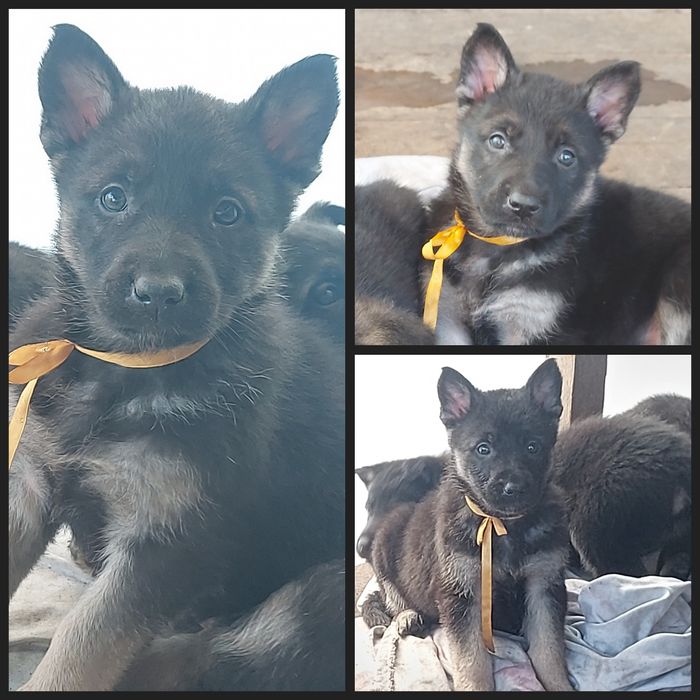 Щенки Восточноевропейской овчарки