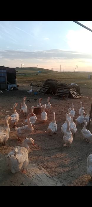 Қаз сатамын 13000