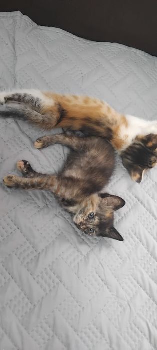 Отдам даром прекрасных котят