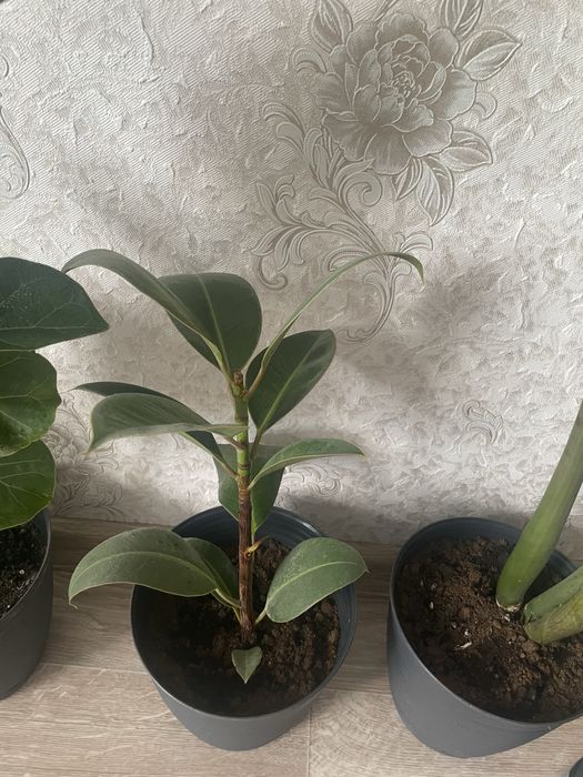 Продам комнатные цветы