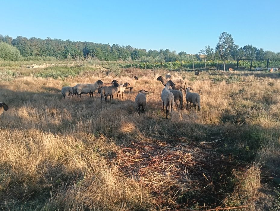 Vand oi rasa carne si metis Suffolk si Texel