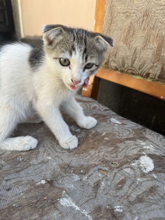 Продам котят в хорошие руки