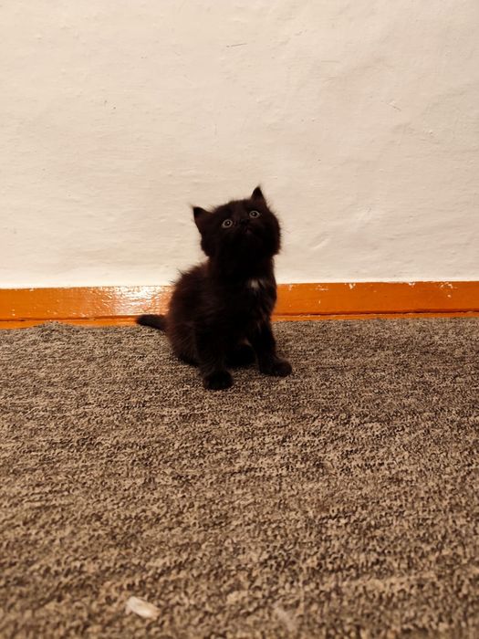 Котята, отдам в хорошие руки.