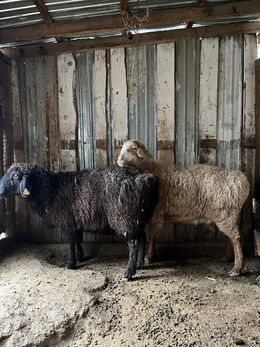 Койлар Овца Союға