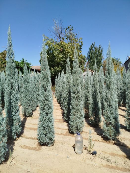 Кипарис Аризонский Италия