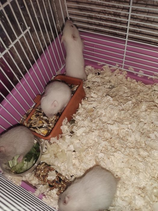 Сирийские хомяки