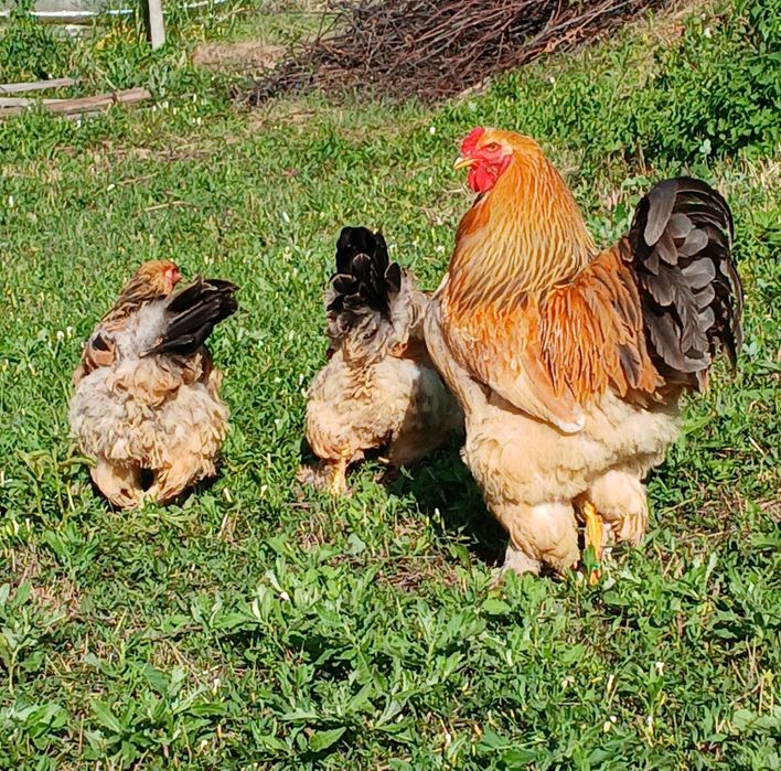 Familie Brahma Columbia 2+1