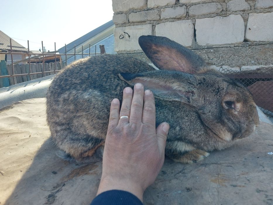 Iepuri rasa grea, femele mature