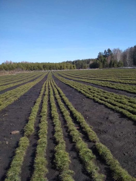 сеянцы всех видов деревьев