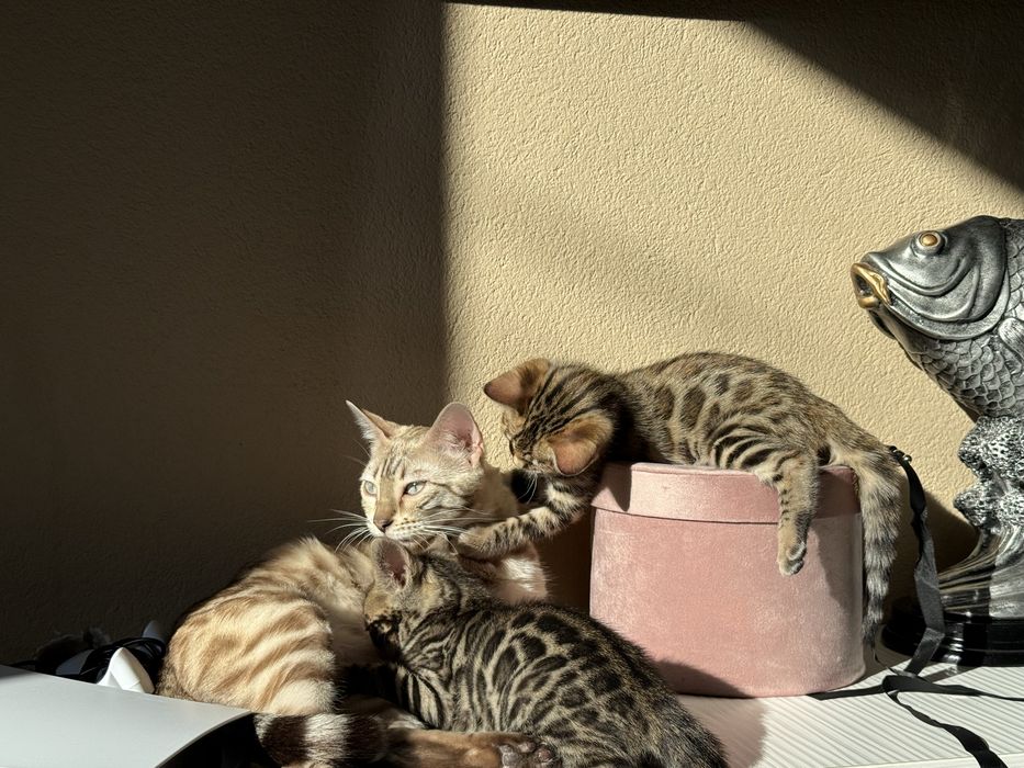 Бенгалски котета!
