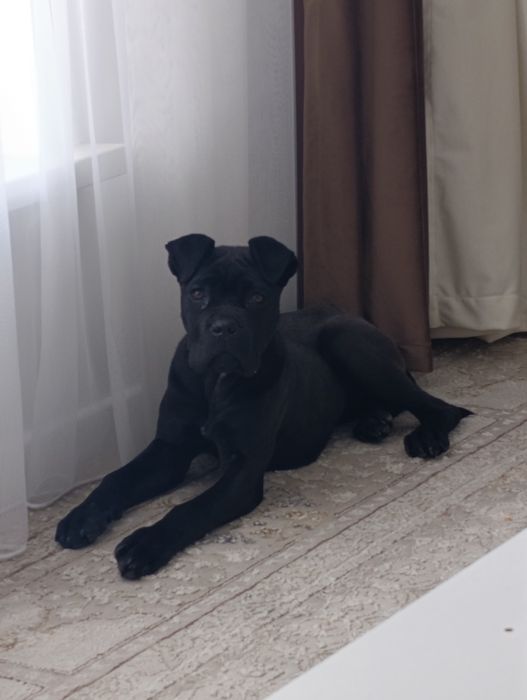 Щенок Кане Корса сука