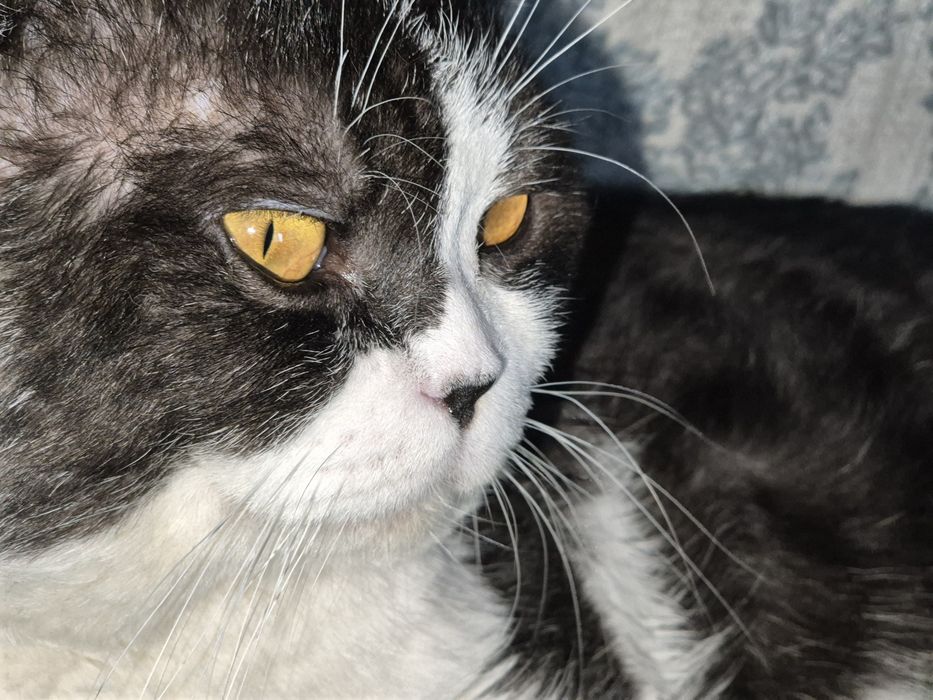 Вязка опытного кота