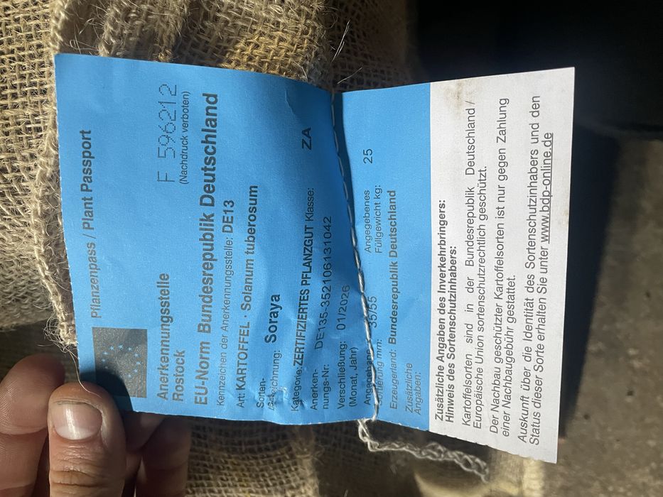 Семе за картофи Сорая