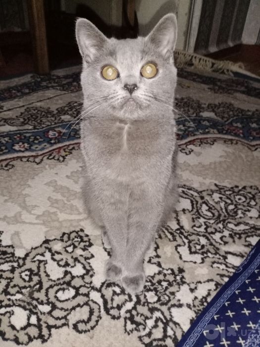 Срочно Скоттиш Страйт Мальчик