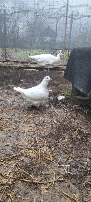 Porumbei texan maturi/pui