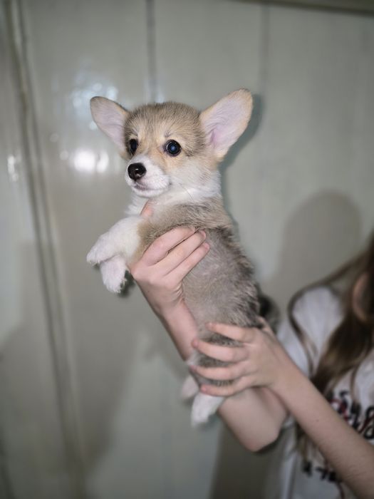 Вельш корги пемброк