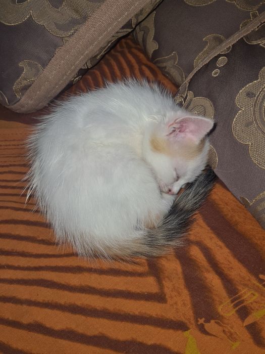 Отдам котёнка девочку.
