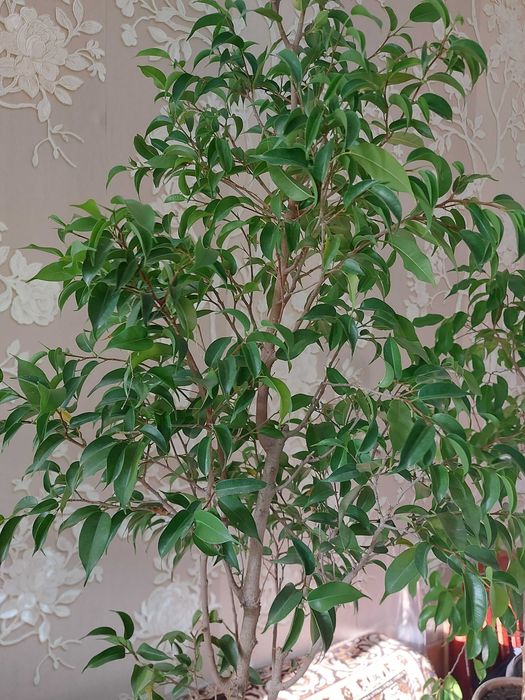 Фикусы Бенджамина 5 видов