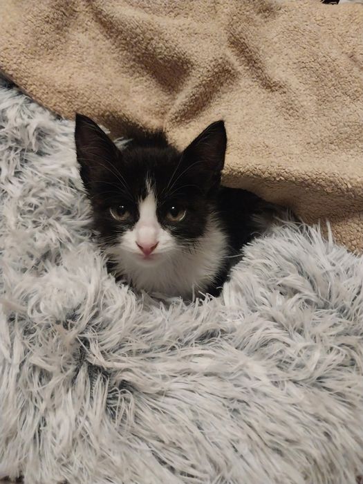 Маленькая кошечка девочка