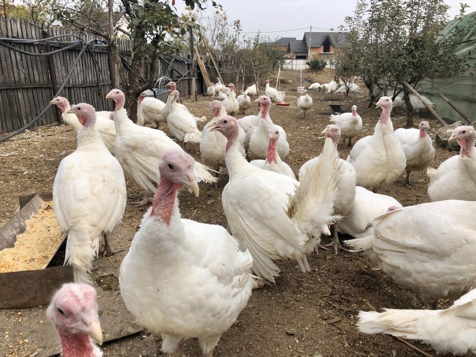 2025 - Curcani crescuți de la o zi, de tara