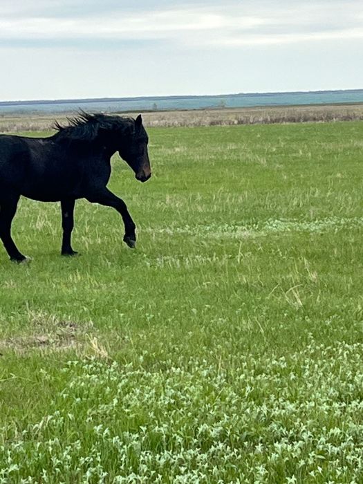 В продаже жеребец