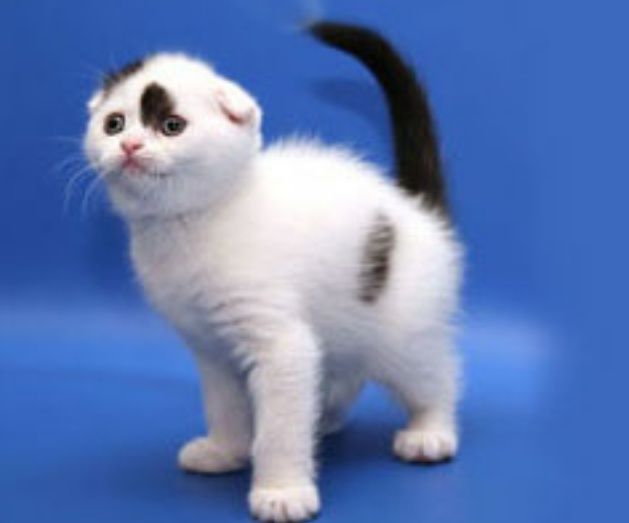 Шошилинг, породали мушуклар