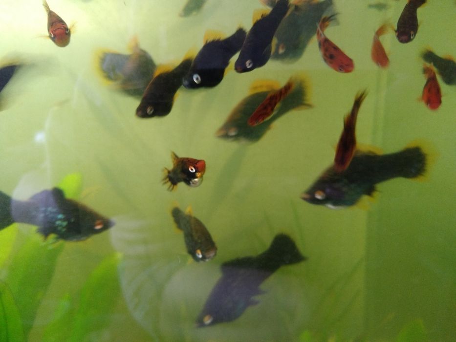 Продам меченосцев черных