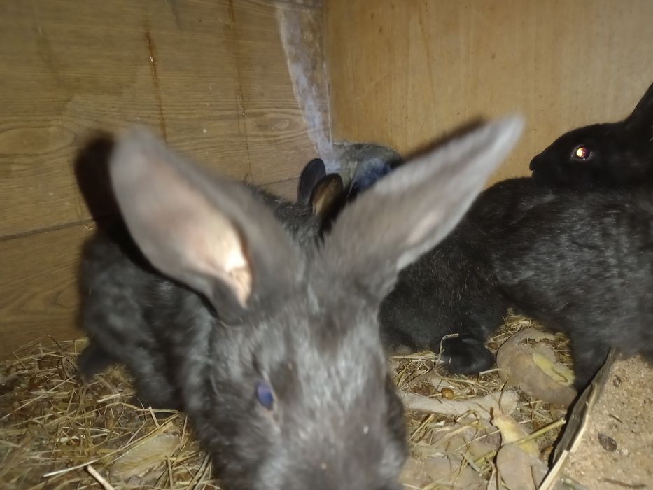 Кролики крол кролиха