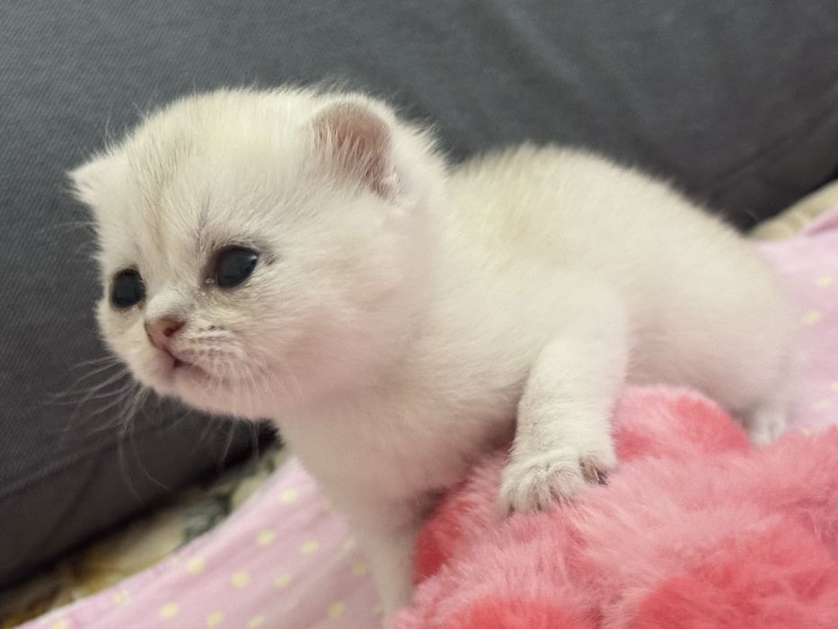 Британский шиншила котята