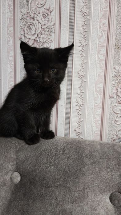 Котят в добрые руки