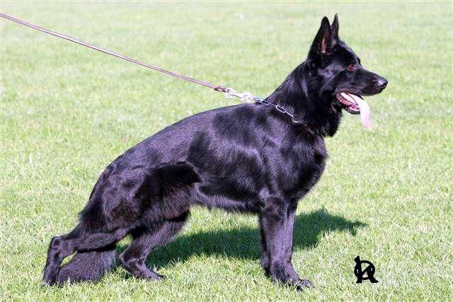 Dresaj Canin 35 ani de experienta